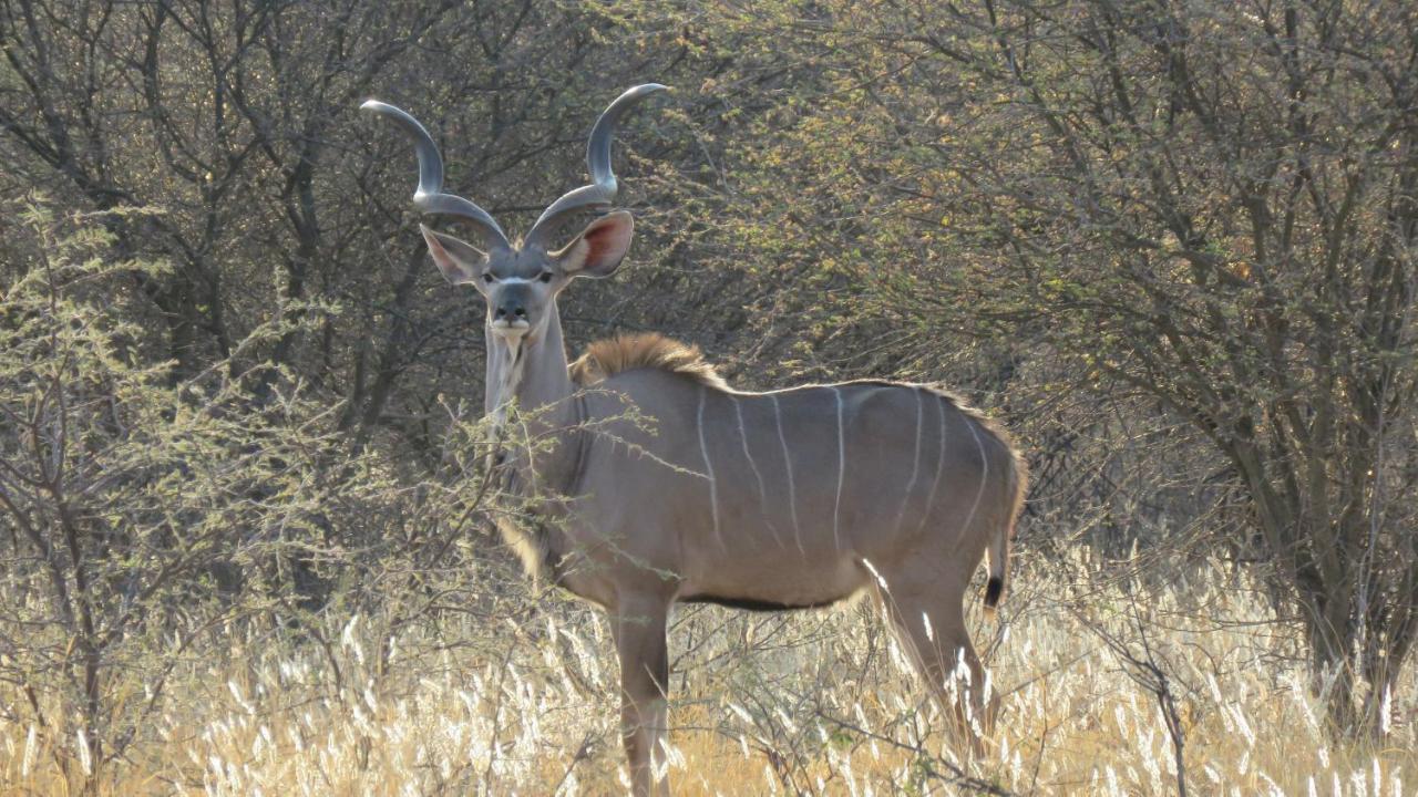 Lion'S Den Guesthouse Otjiwarongo Dış mekan fotoğraf