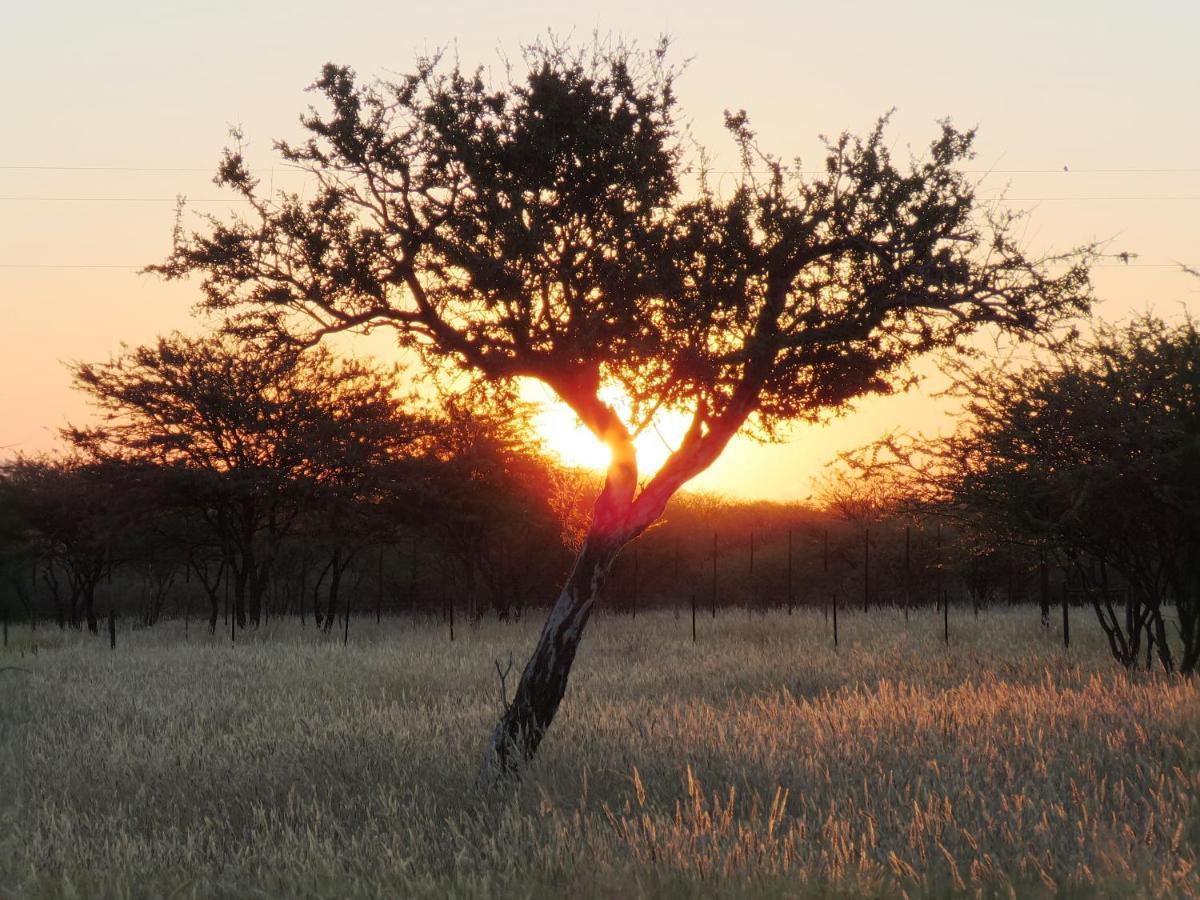 Lion'S Den Guesthouse Otjiwarongo Dış mekan fotoğraf