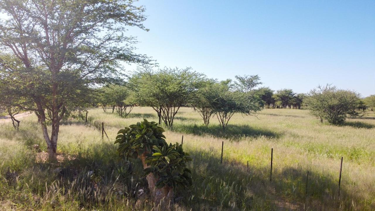 Lion'S Den Guesthouse Otjiwarongo Dış mekan fotoğraf