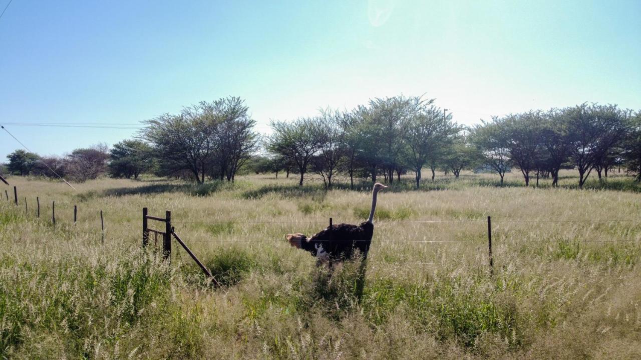 Lion'S Den Guesthouse Otjiwarongo Dış mekan fotoğraf